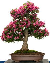 Blühender Azaleen-Bonsai Baum mit rosa Blüten