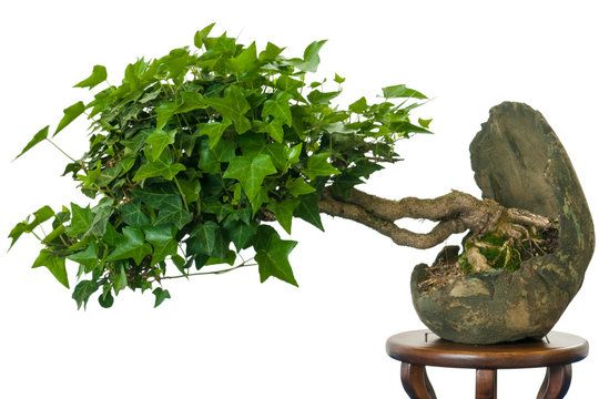 Efeu (Hedera helix) als Bonsai Baum