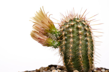 Kaktus Echinocereus mit gelber Blüte