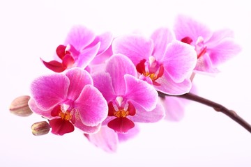Fototapeta na wymiar Orchid on pink background.