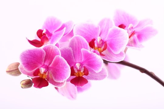 Orchid on pink background.