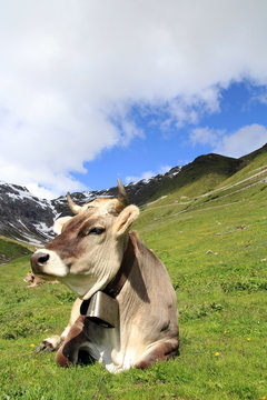 Eine Kuh in den Bergen