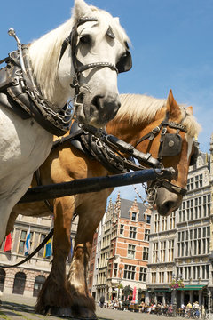 Two horses resting at the market square, Grote Markt, in Antwerp