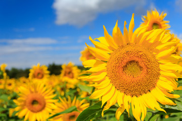 Fototapeta premium ひまわり畑