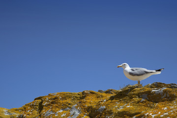 Möwe