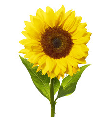 sunflower isolated on white with clipping path