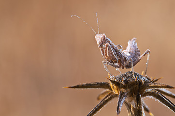 Small mantis with dew