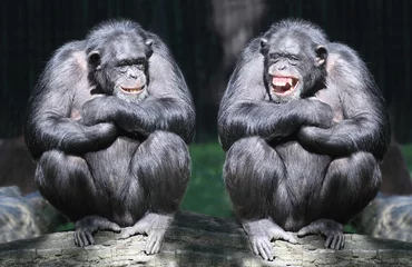 Fotobehang Aap Twee chimpansees hebben plezier.