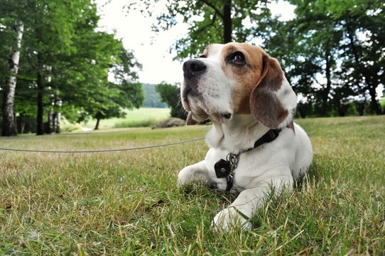 Beagle dog sitting on the grass in the park and waiting