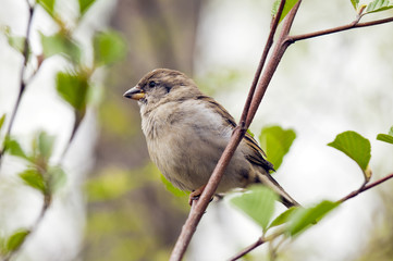 House Sparrow
