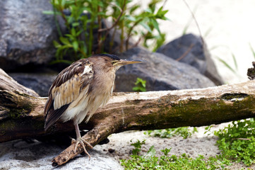 Little Bittern