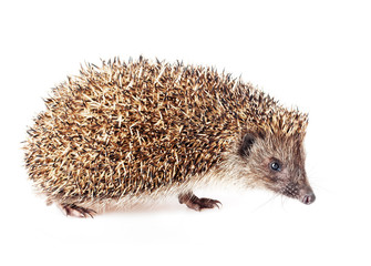 Cute little hedgehog on a white background.