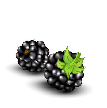 vector blackberries on a white background