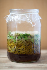 Spruce sprouts syrup - making of