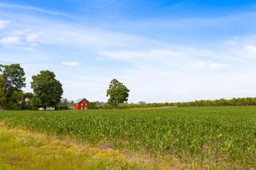 American Country Farm With Blue Sky