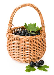 Fototapeta na wymiar black currants in a wicker basket