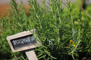 Rosmarin im Kräutergarten