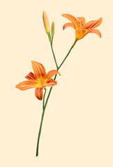 orange lily