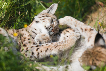 Two lynx plays in the grass