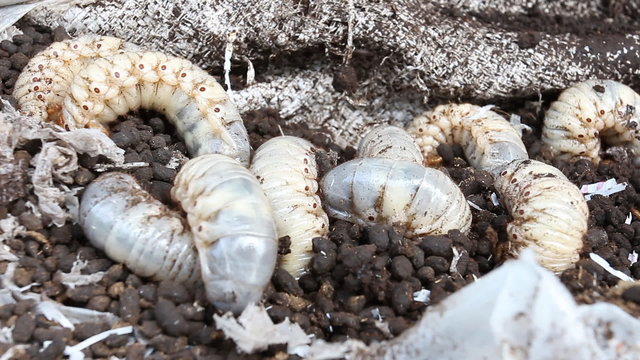 Worm beetles - closeup