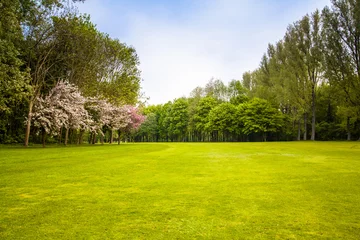Fotobehang green field and trees.  Summer landscape with green gras © EwaStudio