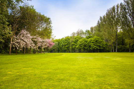 green field and trees.  Summer landscape with green gras
