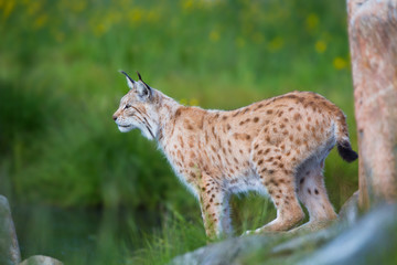 Naklejka premium Proud lynx scout for prey