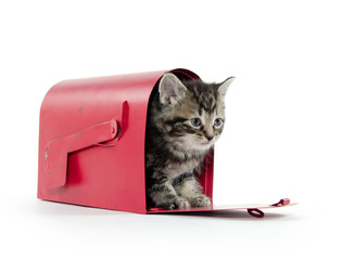 Cute tabby kitten in mailbox