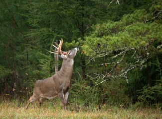Fototapete White-tailed deer buck © Tony Campbell