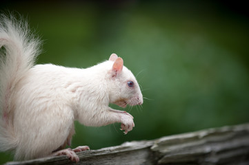 White squirrel