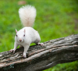 White squirrel © Tony Campbell
