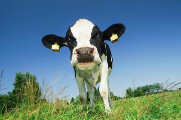 Neugierige Kuh auf Wiese