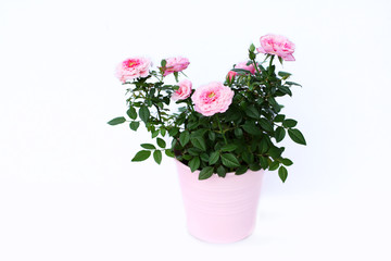 Pink roses - 54025396