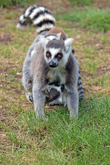 ring  tailed lemur