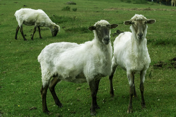 Fototapeta premium las ovejas