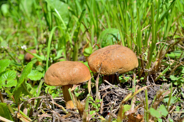 white mushrooms