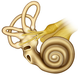 la cochlea