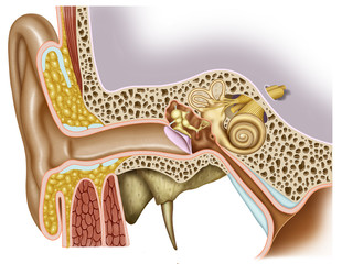 Anatomía del oido - obrazy, fototapety, plakaty