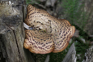 Dryad's Saddle fungus (Polyporus squamosus) growing on a tree stump.  Shot in Cambridge, Ontario, Canada..