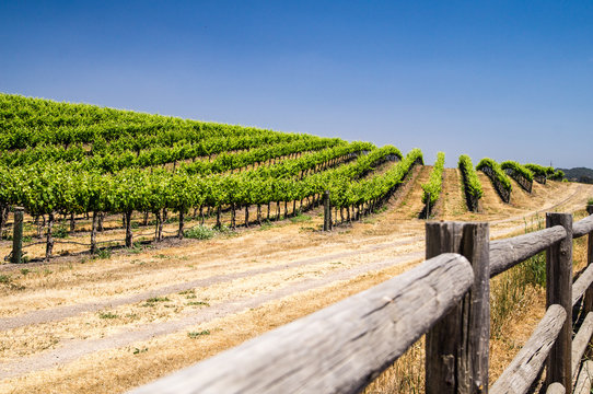 California Grapevines
