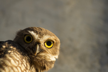 Buho. Mirada.  Ave rapaz. Nocturno