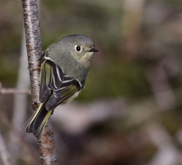 Female Ruby-crowned Kinglet
