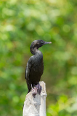 Fototapeta premium Little Cormorant Phalacrocorax niger looking for some food