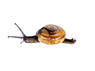 Snail isolated