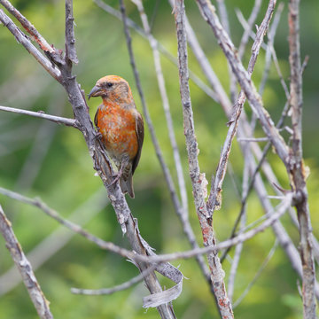 Perched Red Crossbill