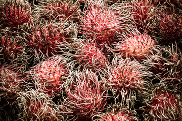 Rambutan