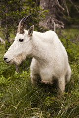 Naklejka na ściany i meble Rocky Mountain Goat
