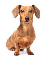 Dachshund dog