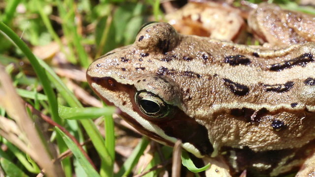 Moorfrosch - Rana arvalis - Makroaufnahme