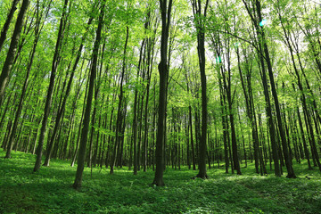 Green forest and blue sky. Landscape.